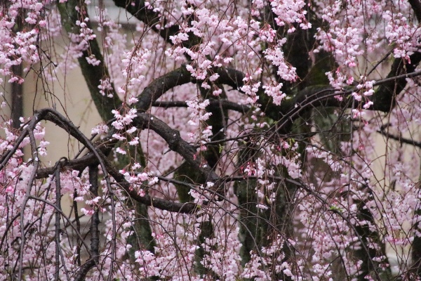 6537-15.4．10八重紅枝垂れ桜　黒い枝.jpg